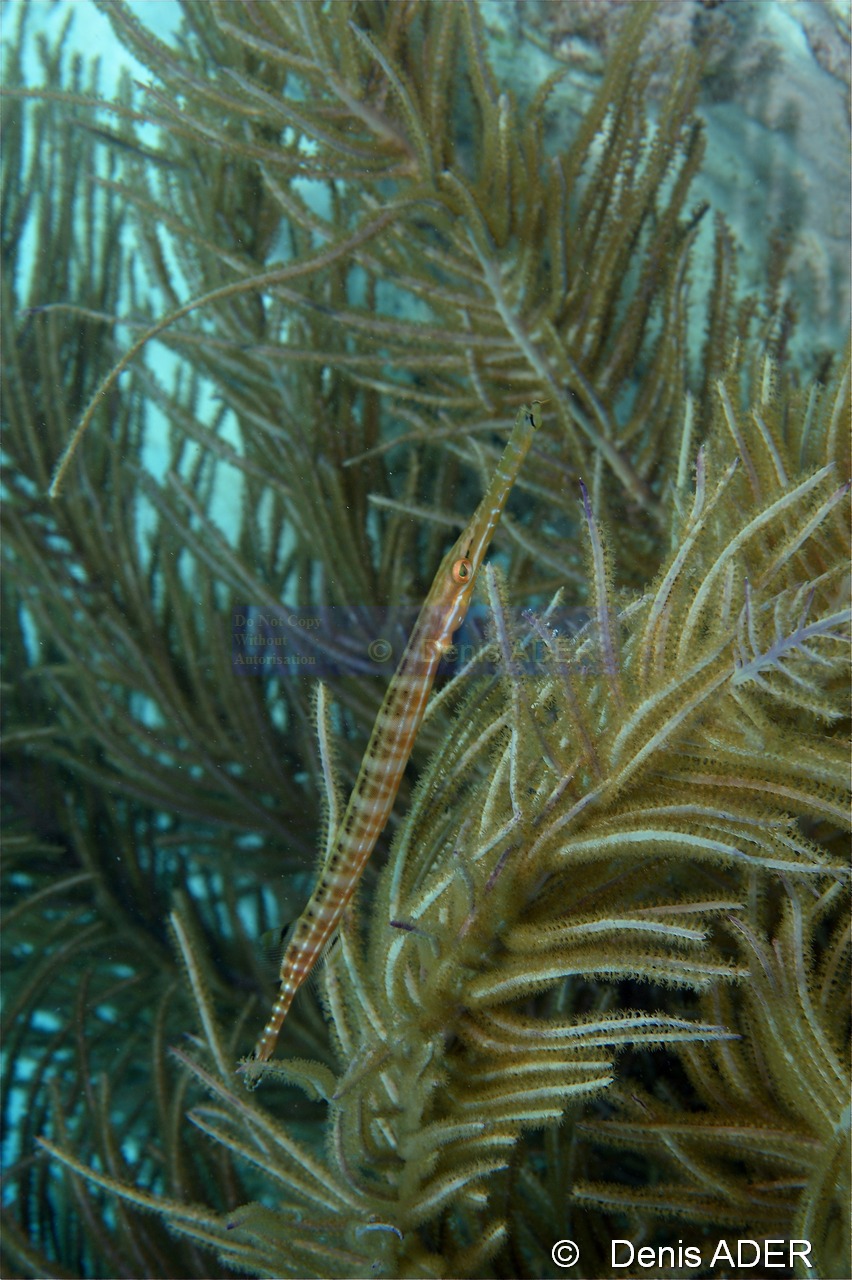 Pseudopterogorgia america-Aulostomus maculatus Poisson trompette a taches Bonaire Buddy reef-6m-20120217-Denis-ADER-DSC_6282_tn.jpg